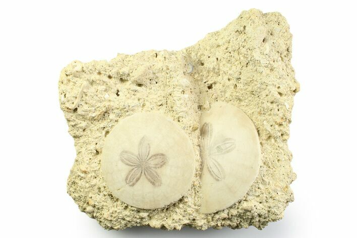 Two Fossil Sand Dollars (Scutella) - France #359691